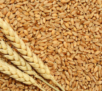Wheat-Whole 1Kg