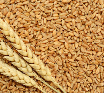 Wheat-Whole 1Kg – 10 kg